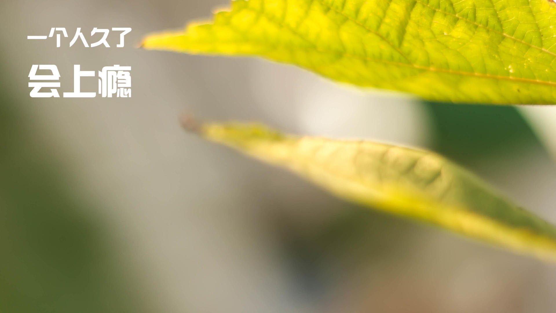 开云官网-戈麦斯化身中场棋手，波兰式铁链防守如何让多特蒙德窒息？